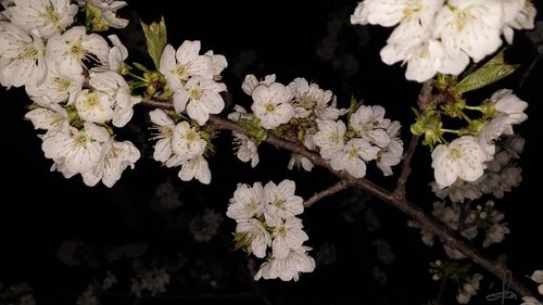 Close-up of white cherry blossoms