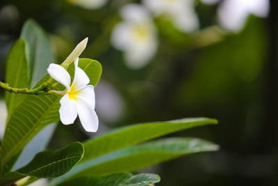 Close-up of white flowering plant