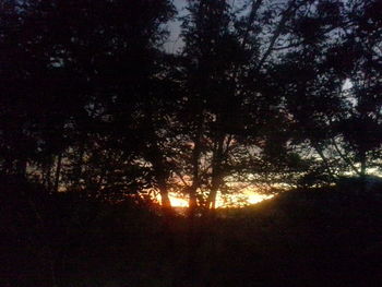 Low angle view of silhouette trees against sky