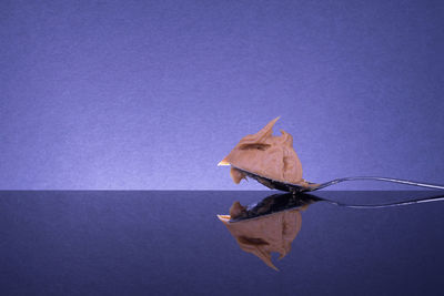 Close-up of an animal representation against blue wall