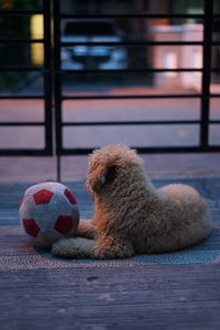 Close-up of dog playing with ball