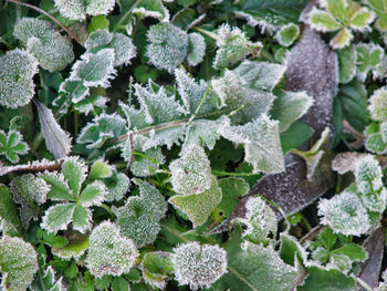 High angle view of frozen leaves