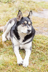 Portrait of dog on field