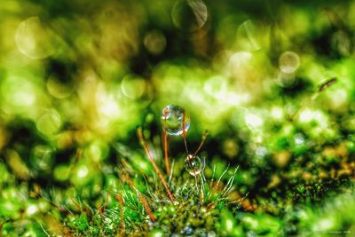 Close-up of water drops on grass