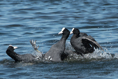 Birds swimming in sea