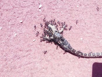 High angle view of lizard