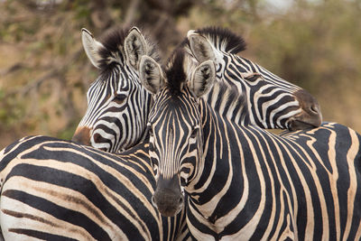 Portrait of zebra