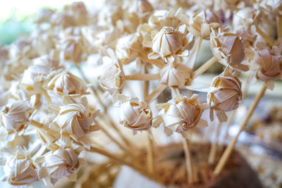 Close-up of white flowering plant