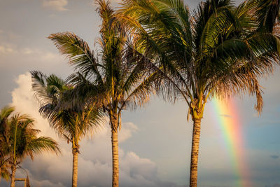 Low angle view of palm trees against sky