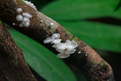 Close-up of lichen growing on tree trunk