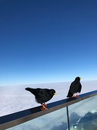 Bird perching on blue against clear sky