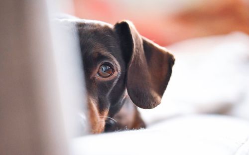 Close-up of dachshund