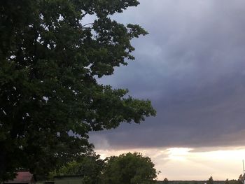 Low angle view of trees against cloudy sky