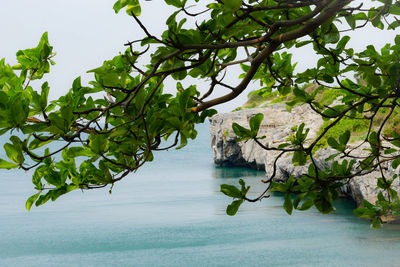 Tree by sea against sky