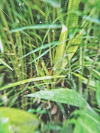 Close-up of fresh green grass