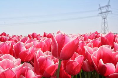 Close-up of red flowers