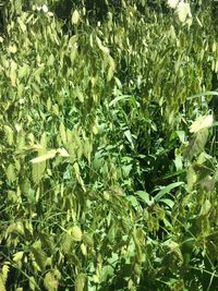 Plants growing in sunlight