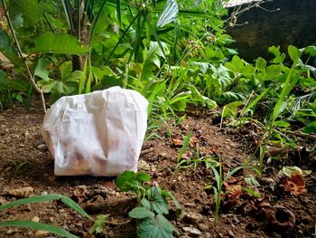 Close-up of garbage on plants