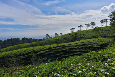 The beauty of pagilaran tea plantations. trees on field against sky