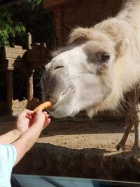 Close-up of hand holding lion