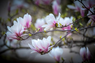 Close-up of pink cherry blossoms