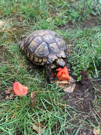 High angle view of a turtle on ground