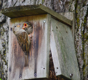 Low angle view of bird perching on wood