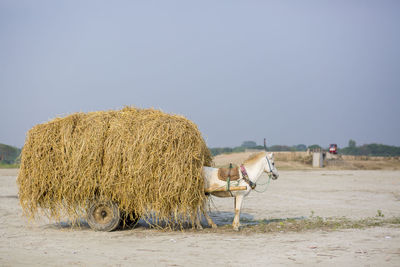 Hay bales in a field