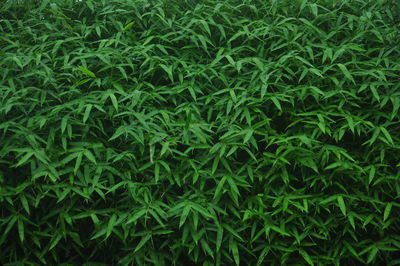 Full frame shot of green grass or bamboo