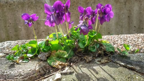 Close-up of purple flowers