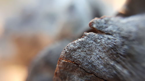 Close-up of wood on rock