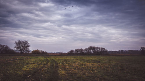 Scenic view of field against sky