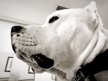 Close-up of dog