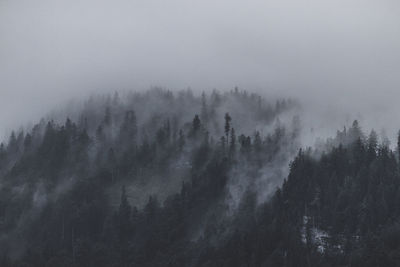 Trees in forest against sky during foggy weather