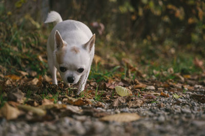 Portrait of a dog on field