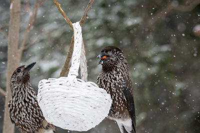 Close-up of bird perching on tree during winter