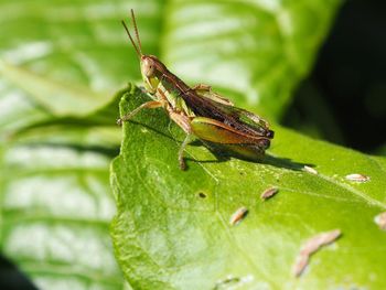 Close-up of insect on leaf