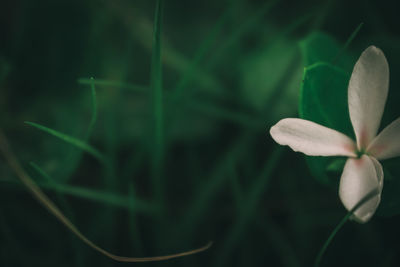 Close-up of flower against blurred background