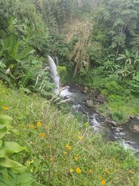 Scenic view of waterfall in forest