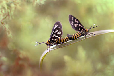 Close-up of butterflies mating on plant