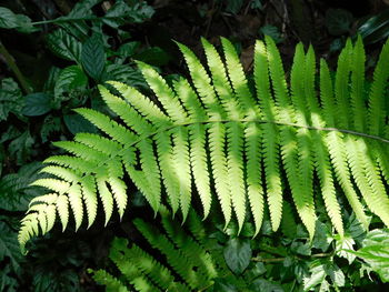 High angle view of fern leaves