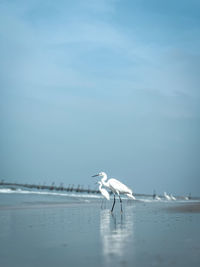 Seagulls flying over sea