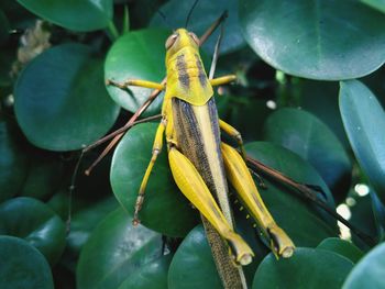 Close-up of insect on leaf