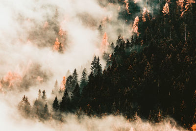 Panoramic view of pine trees in forest against sky