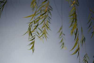 Close-up of pine tree against sky