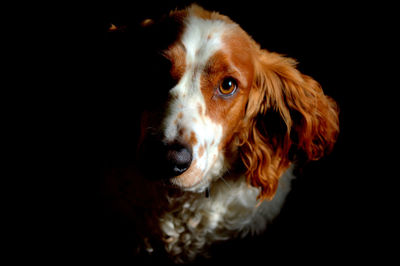 Close-up of dog against black background