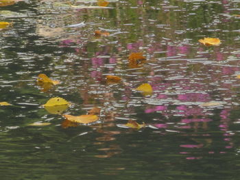 Reflection of flowers in lake
