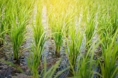 Crops growing on field