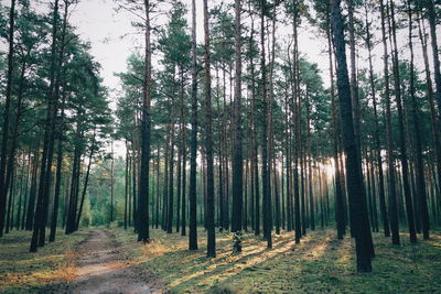 Dirt road amidst birch trees growing at forest during sunset