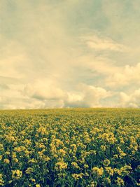 Plants growing on field against cloudy sky
